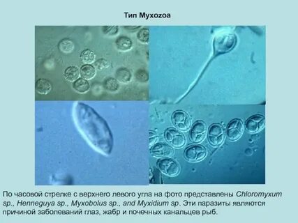 К споровикам относятся