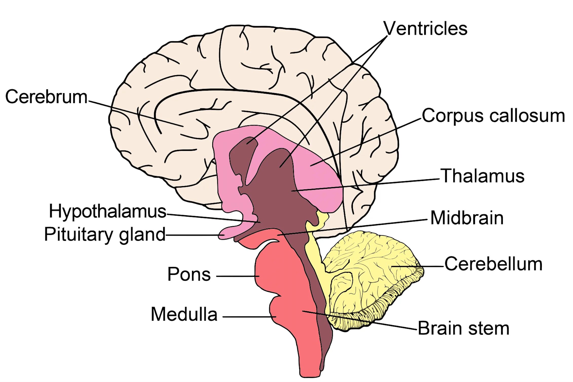 Мозг анатомия. Головной мозг на английском. Строение головного мозга на английском. Brain structure.