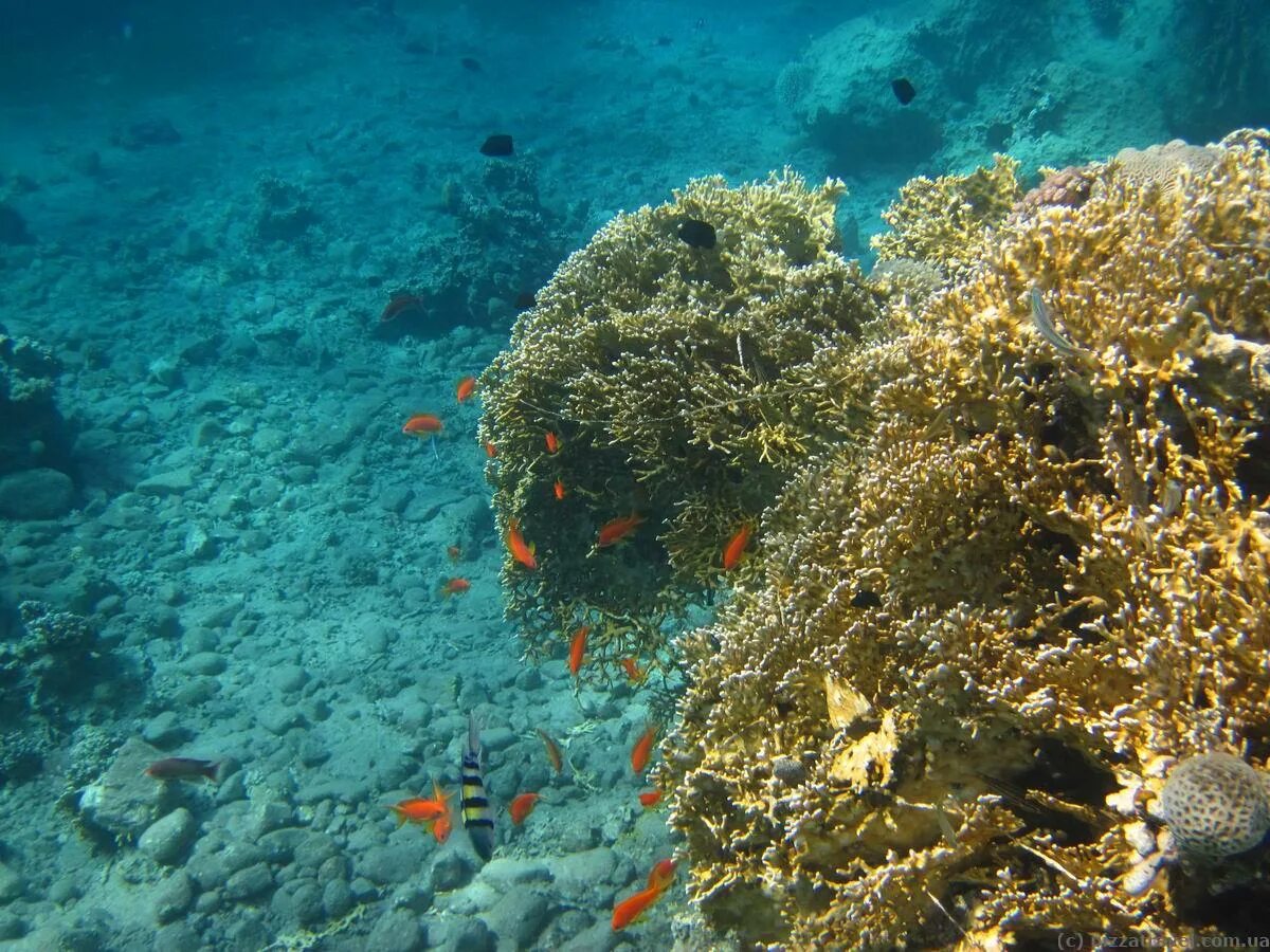 Красное море значение. Красное море значение
