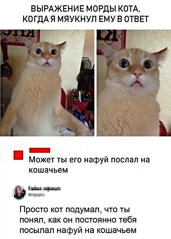 Включи самый лучший кот. Смешные мемы с котами. смешные мемы про котов. мемы с котами и надписями. кот мемы с надписями.