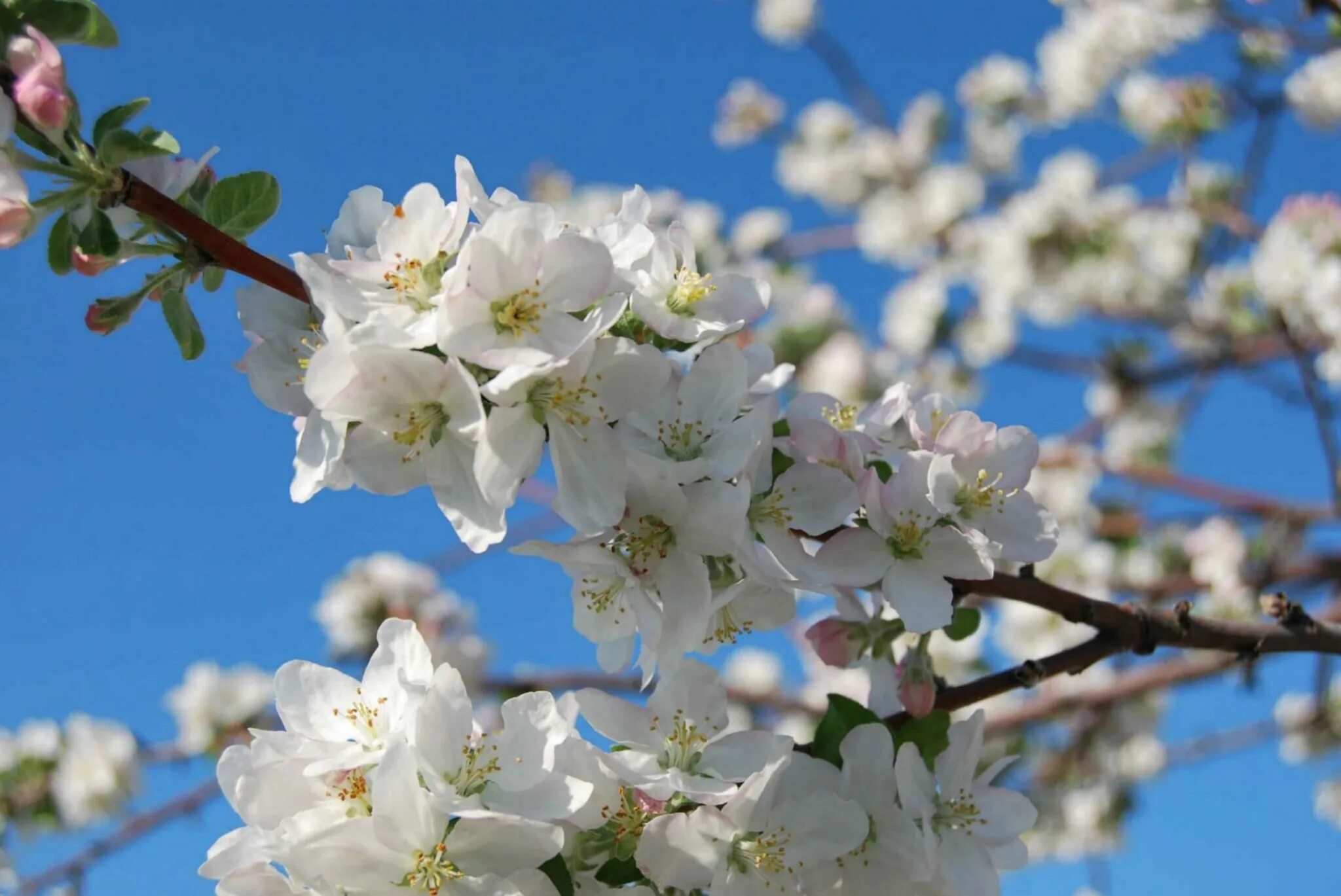 Яблони цветет что делать. Яблоня Сибирская цветение. Яблони в цвету. Яблоневый цвет.