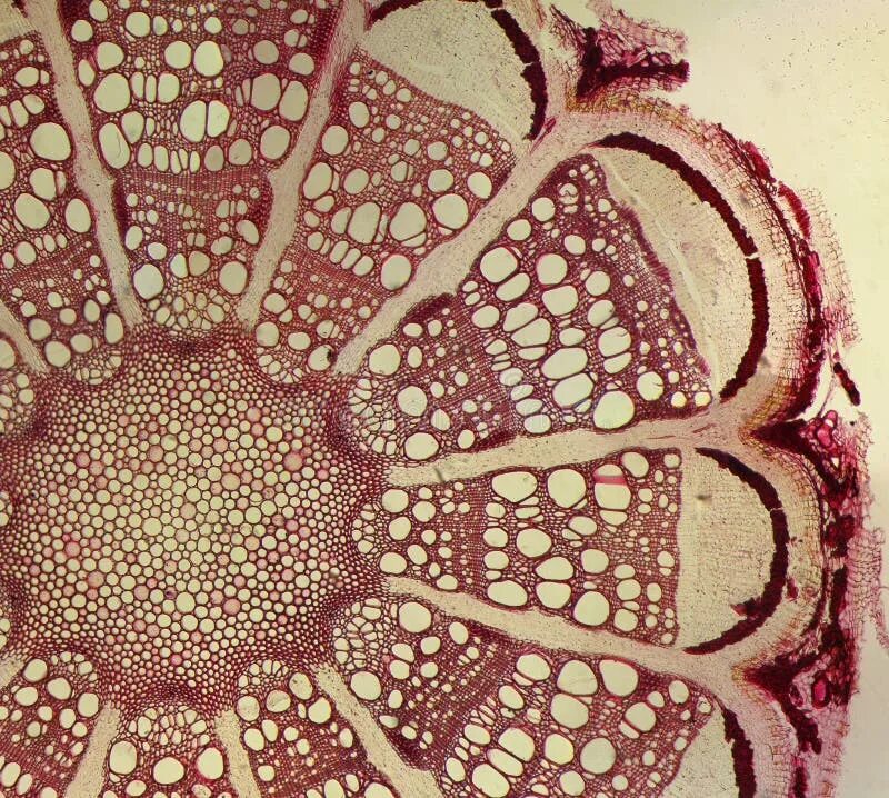 Срез стебля травянистого растения под микроскопом Basswood stem cross section. Light microscope slide with microsection of a three