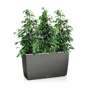 Кактус фикус орел