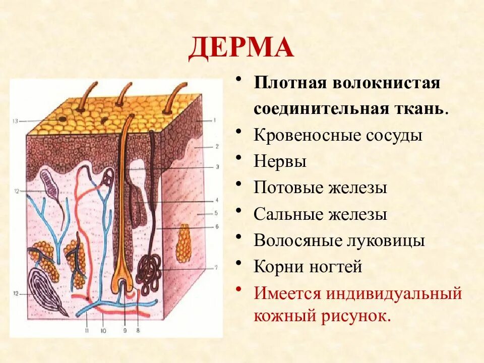 Какие структуры располагаются в дерме кожи человека