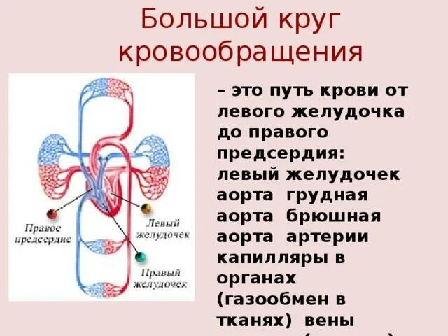 Сосуды в которых происходит газообмен. Малый круг кровообращения газообмен. Схема большого и малого круга кровообращения. Большой и малый круг кровообращения. Газообмен при малом круге кровообращения.