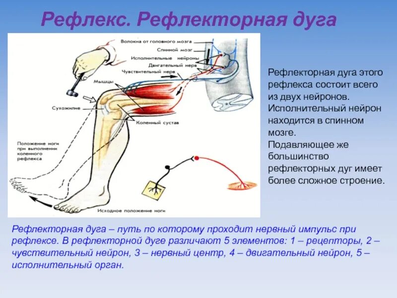 Строение дуги безусловного рефлекса. Компоненты рефлекторной дуги условного рефлекса. Рефлексы у человека рефлекторные дуги. Рефлекторная дуга словесно-двигательного рефлекса. Дуга сгибательного рефлекса