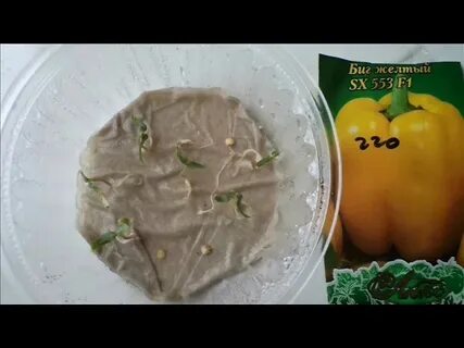 Сколько времени замачивать перец