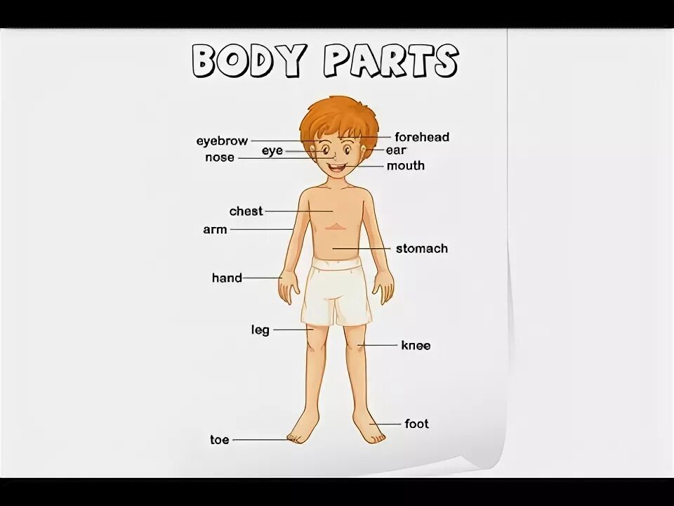 Ca part of body