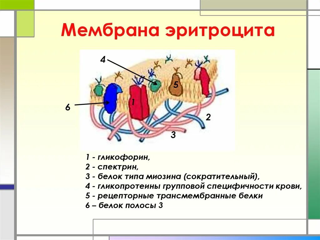 Какие белки в эритроцитах. Мембранные белки эритроцитов. белки мембраны эритроцитов. строение эритроцита биохимия. строение плазматической мембраны эритроцита.