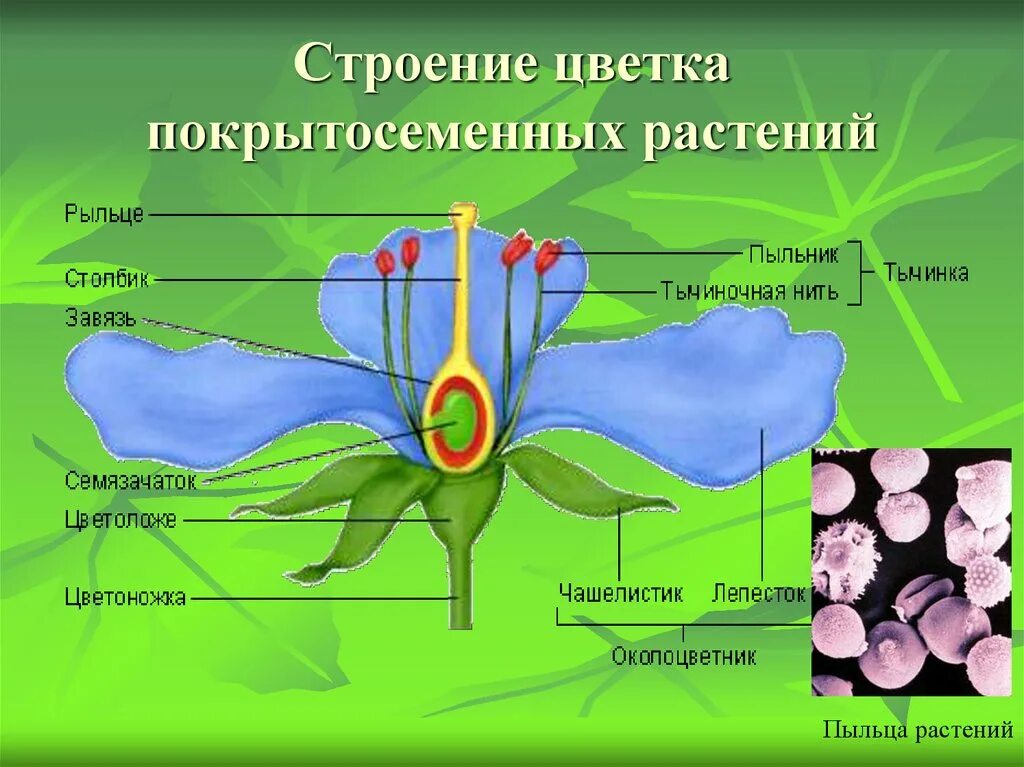 Строение цветка покрытосеменных растений. Строение покрытосеменных растений строение цветка. Строение цветка оплодотворение. Строение цветков покрытосеменных растений.