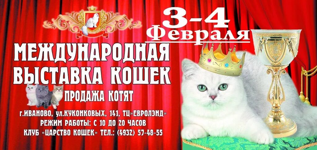 Выставка кошек баннер. Выставка кошек плакат. Баннеры Международная выставка кошек. Выставка кошек рекламный баннер.