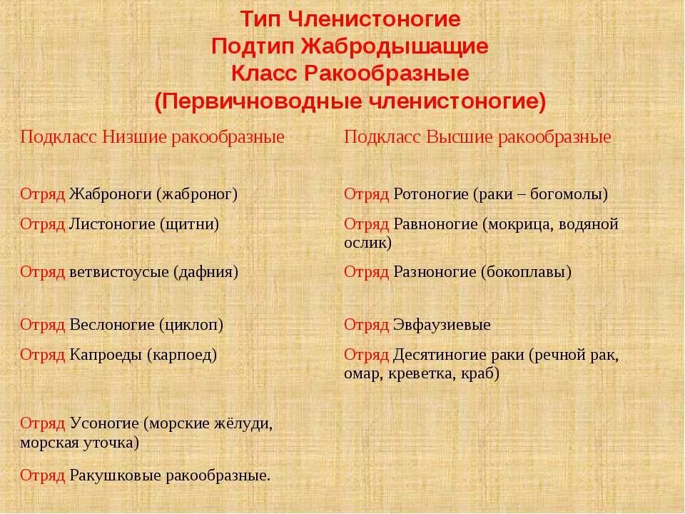 Тип членистоногие класс отряд. Тип членистоногие подтипы. тип членистоногие подтип жабродышащие. первичноводные членистоногие. ракообразные первичноводные членистоногие.