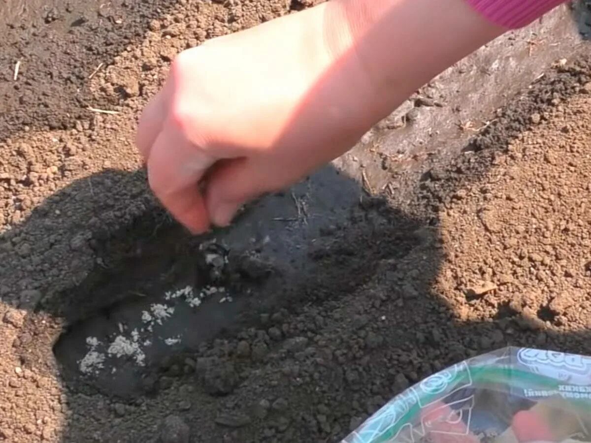 Посев семян в песок. Посев моркови весной. Морковь в бороздах. Садим морковь в открытый грунт весной. Посадка моркови весной в открытый грунт семенами.