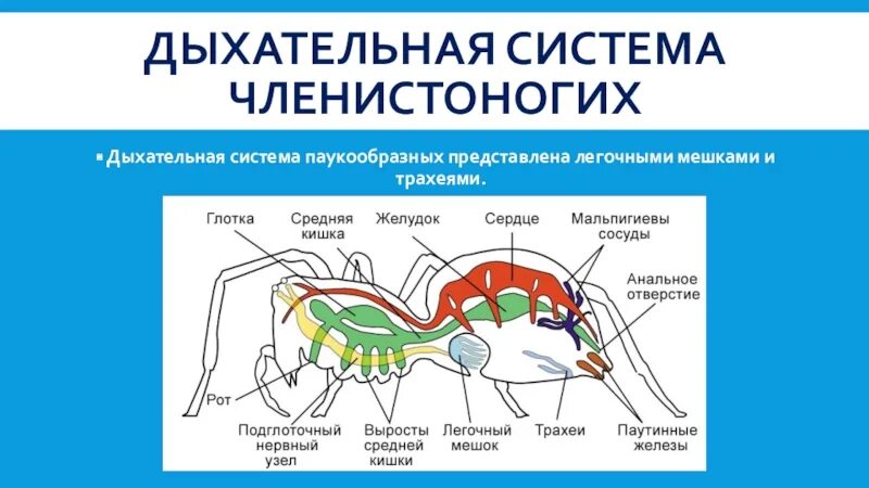 Каким органом дышит речной рак. Дыхательная система членистоногих паукообразных. Дыхательная система паукообразных 7 класс. Дыхательная система членистоногих ракообразных. Строение систем органов паука.