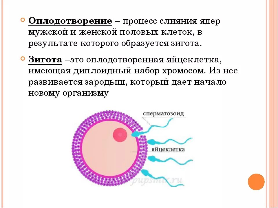 Процесс оплодотворения схема. Спермий+яйцеклетка зигота. Мужская и женская клетка зигота яйцеклетка. Зигота это оплодотворенная яйцеклетка.