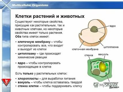 Отсутствует оформленное ядро тип клеток