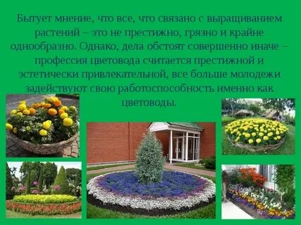 Сообщение о декоративном растении