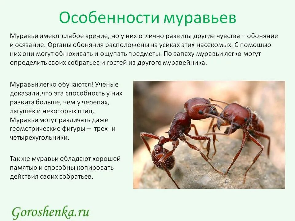 Образ жизни насекомых. Особенности муравьев. Общая характеристика муравьев. Характеристика муравьев. Муравьи общая характеристика.