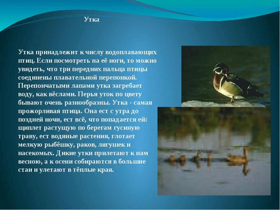 Птицы доклад 8 класс. Птицы жители водоема. Описание птиц. Доклад про утку. Описание утки.