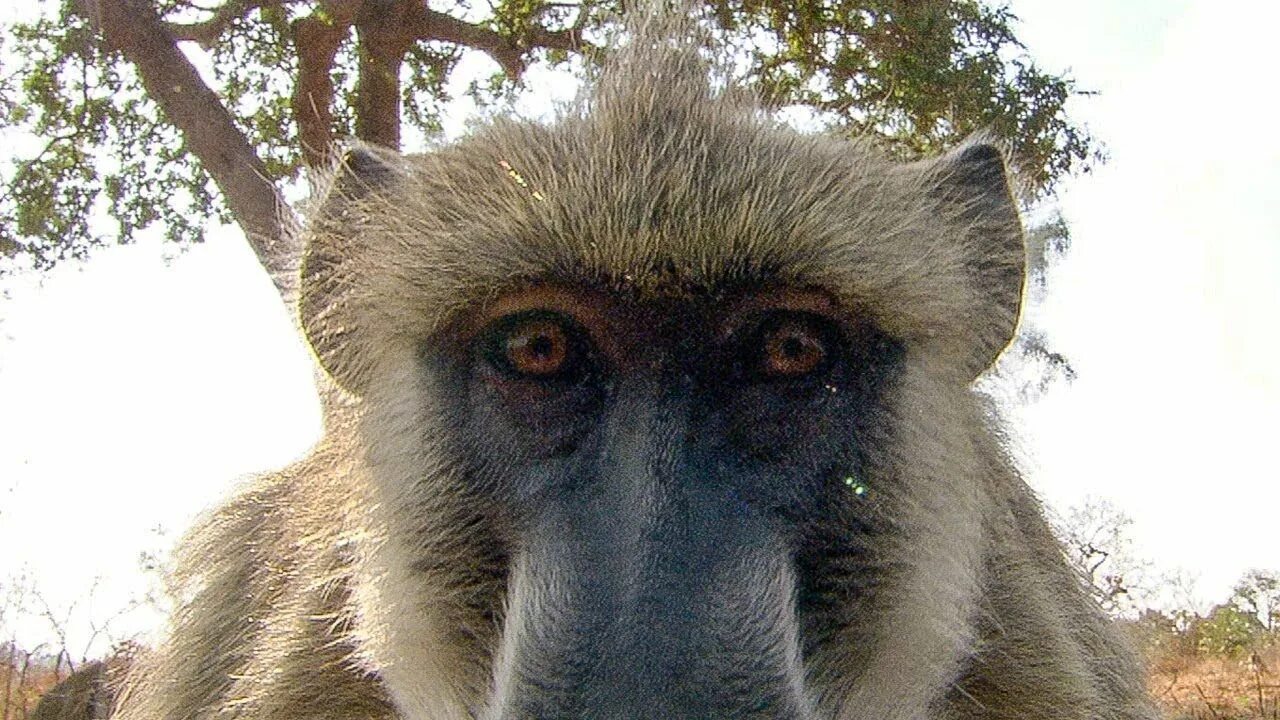Павиан дрил. Смешные обезьяны. Белый бабуин. Бабуин смешной. Женя обезьяна.