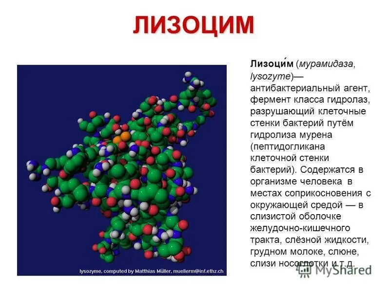 Фермент класса гидролаз