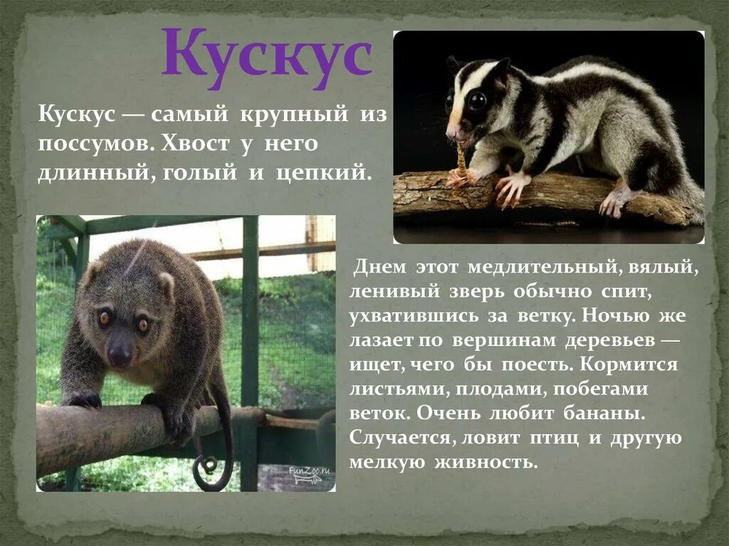 четверостишья про животных австралии. сообщение на тему животные австралии. презентация на тему животный мир австралии. сообщение по окружающему миру 4 класс о животных австралии динго. австралия кратко о животных.