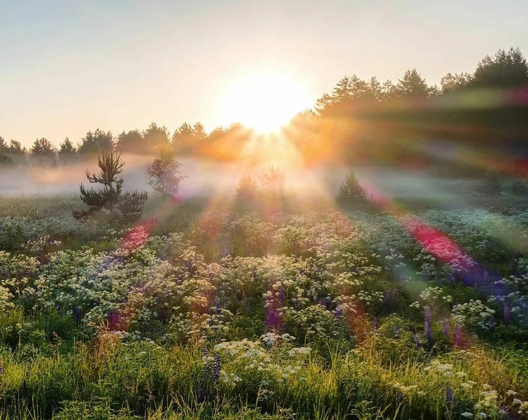 Природа. Картинки красивые необычные. Летняя природа. Светлый пейзаж. Утро природа.