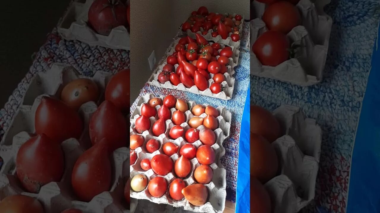 Хранение помидоров в домашних условиях. Хранение томатов. Помидоры в яичных ячейках. Помидоры в ячейках из под яиц. Помидоры в кассетах.