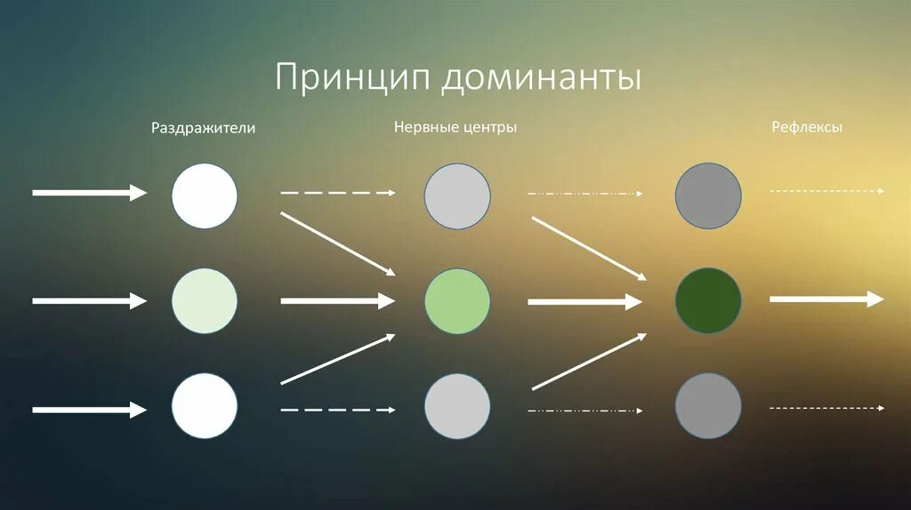 Доминанта работа. Принцип Доминанты. Принцип Доминанты Ухтомского пример. Принцип Доминанты физиология. Принцип Доминанты физиология пример.