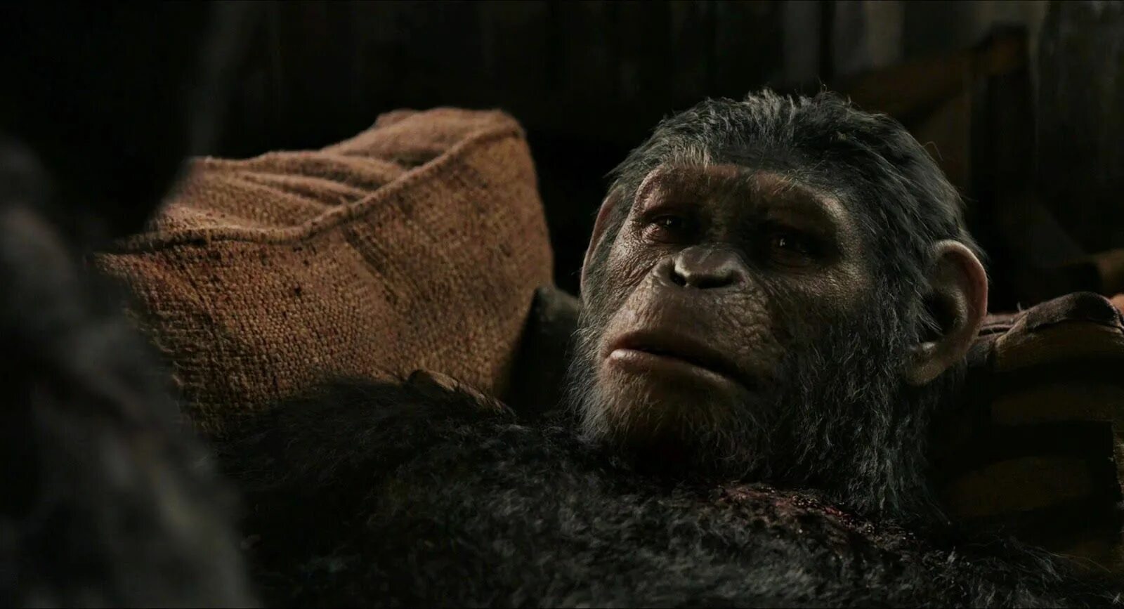 Планета обезьян хорошее качество 2014. Планета обезьян: революция (2014). Восстание планеты обезьян 2.