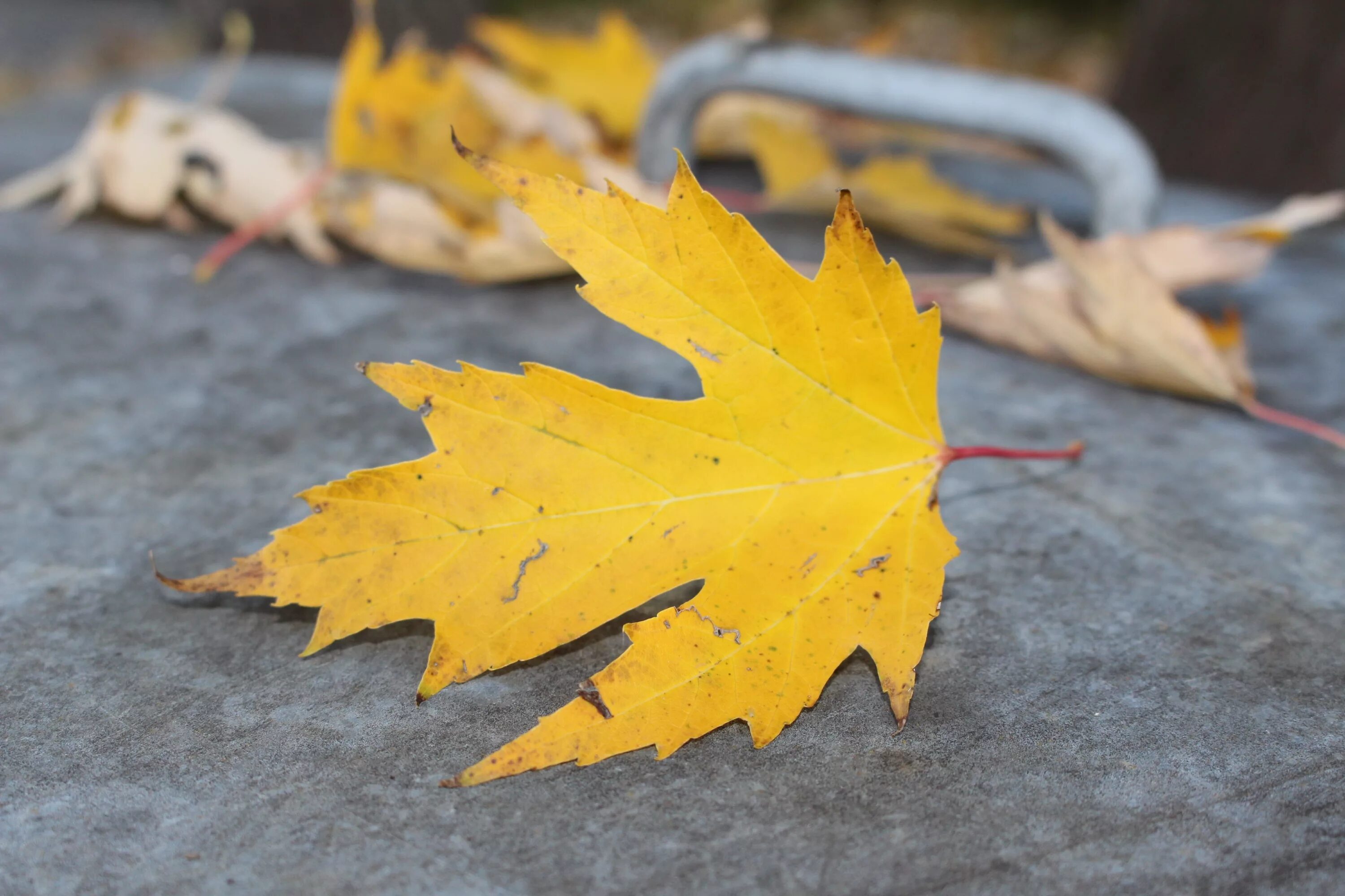 Лист осенний золотист. Maple кленовый лист. Осенний кленовый лист. Осенний кленовый листок. Осенние листья клена.