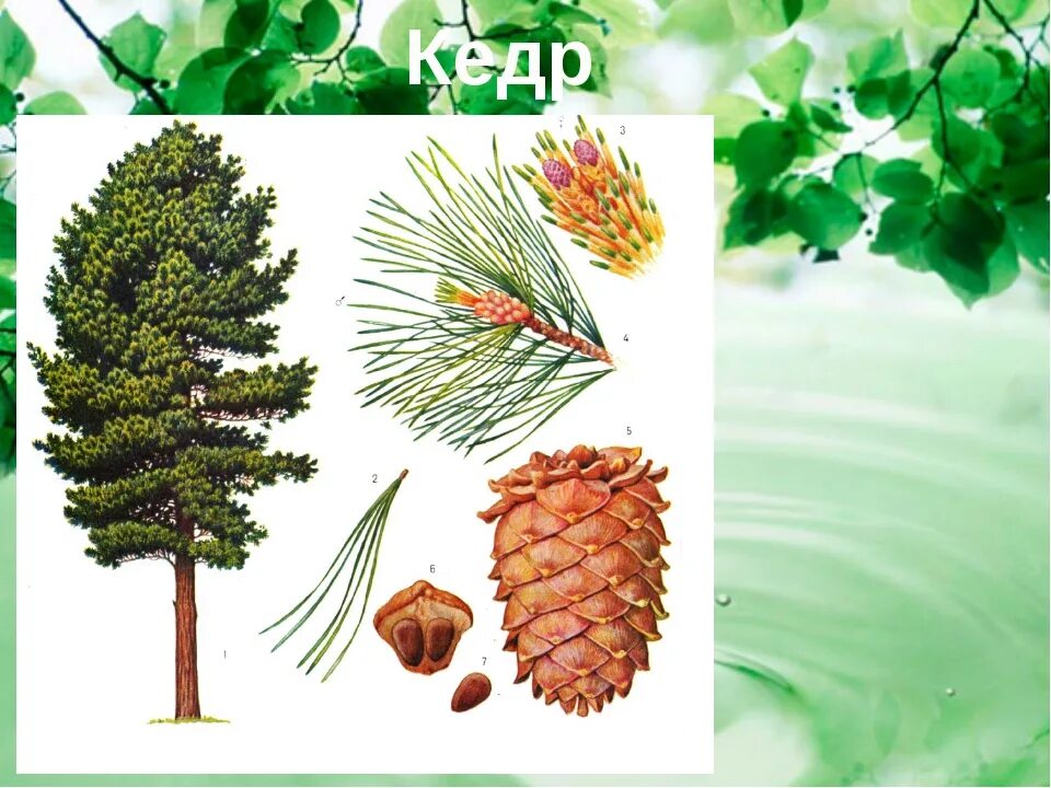 Кедр 7 класс. Сосной сибирской (pinus sibirica). сосна кедровая голосемянная. кедр сибирский сосна сибирская pinus sibirica. сосна сибирская кедровая pinus cembra.