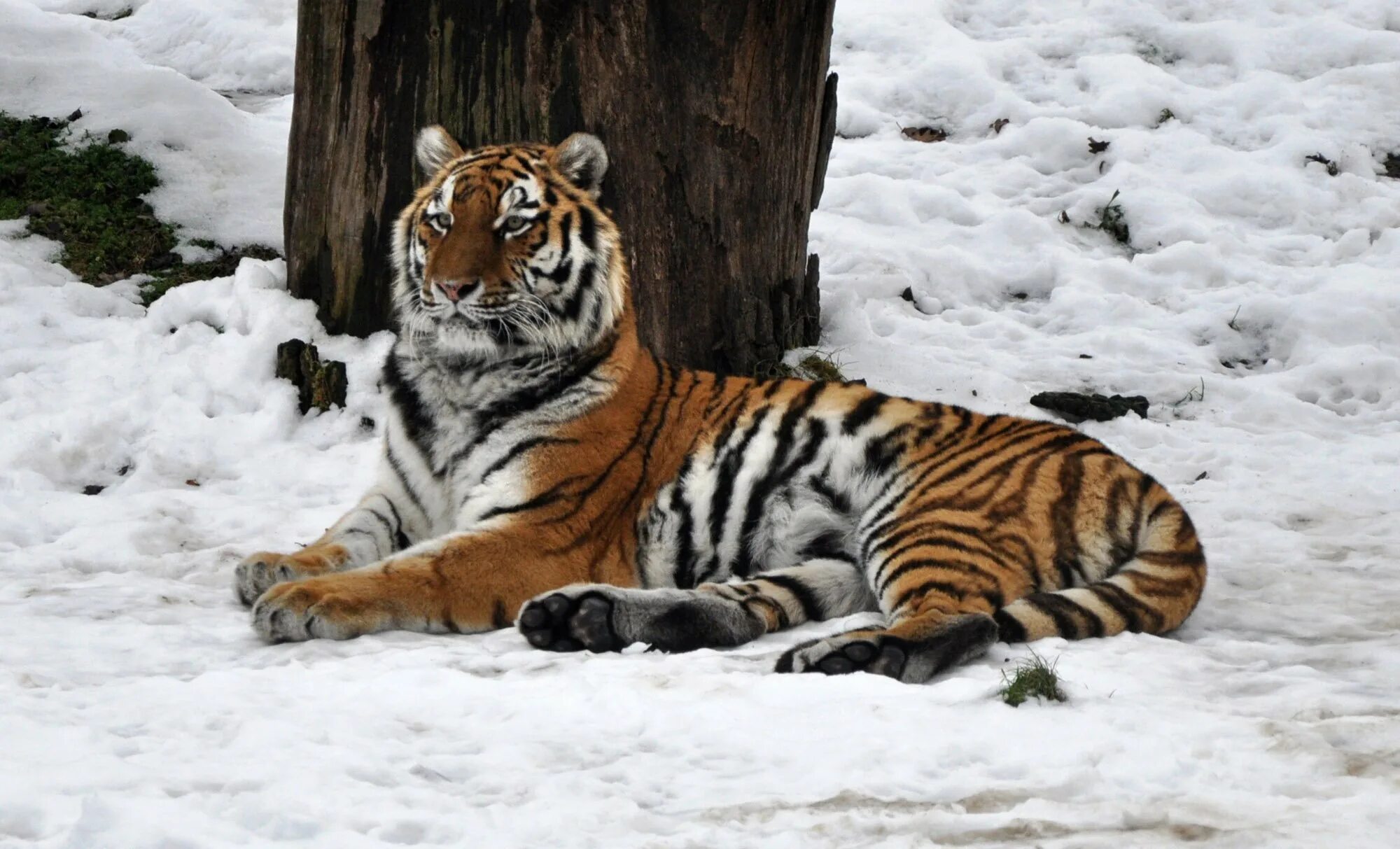 Уссурийский тигр и панда. Амурский тигр (Panthera Tigris). Амурский (Уссурийский) тигр. Амурский тигр в тайге. Panthera Tigris altaica.