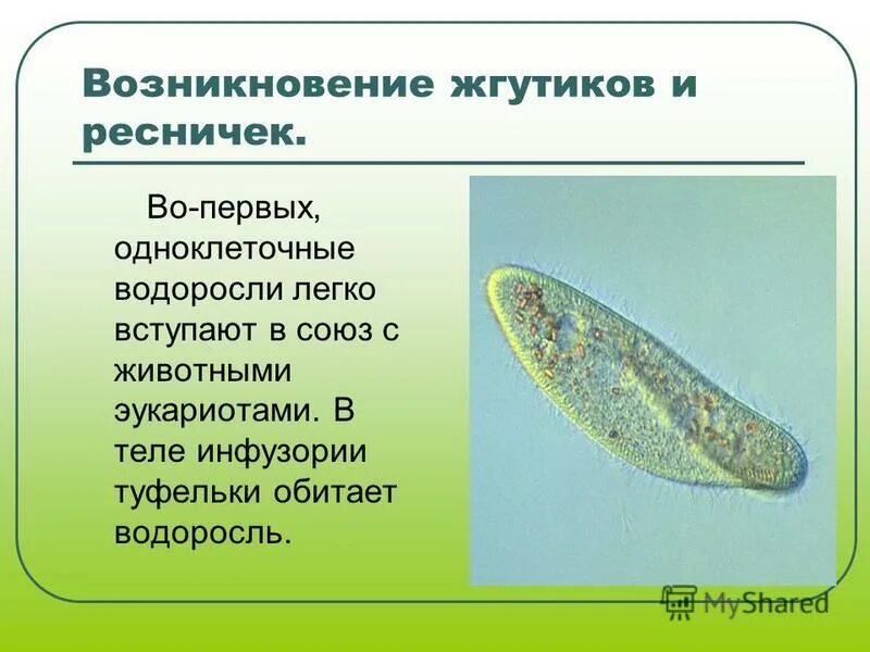 Одноклеточные организмы не имеющие оформленного. Одноклеточные организмы. Одноклеточные организмы животного происхождения. Первые одноклеточные. Примеры одноклеточных организмов.