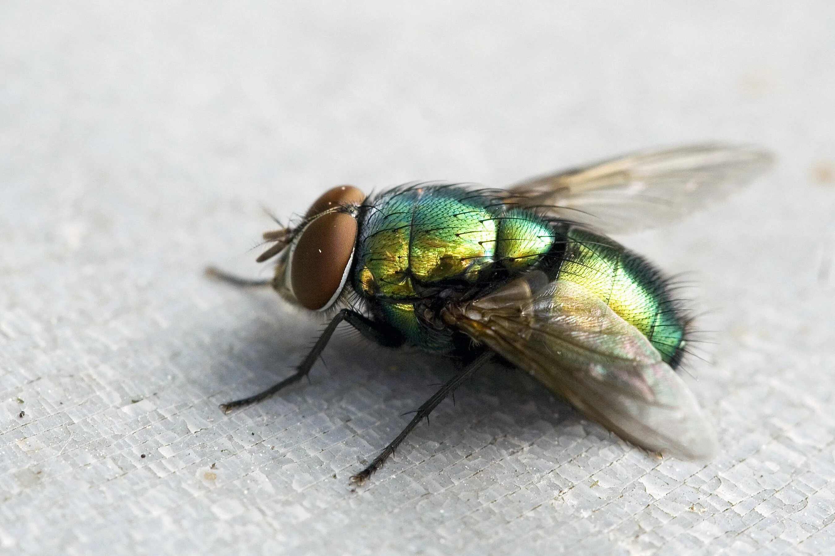 Fly does