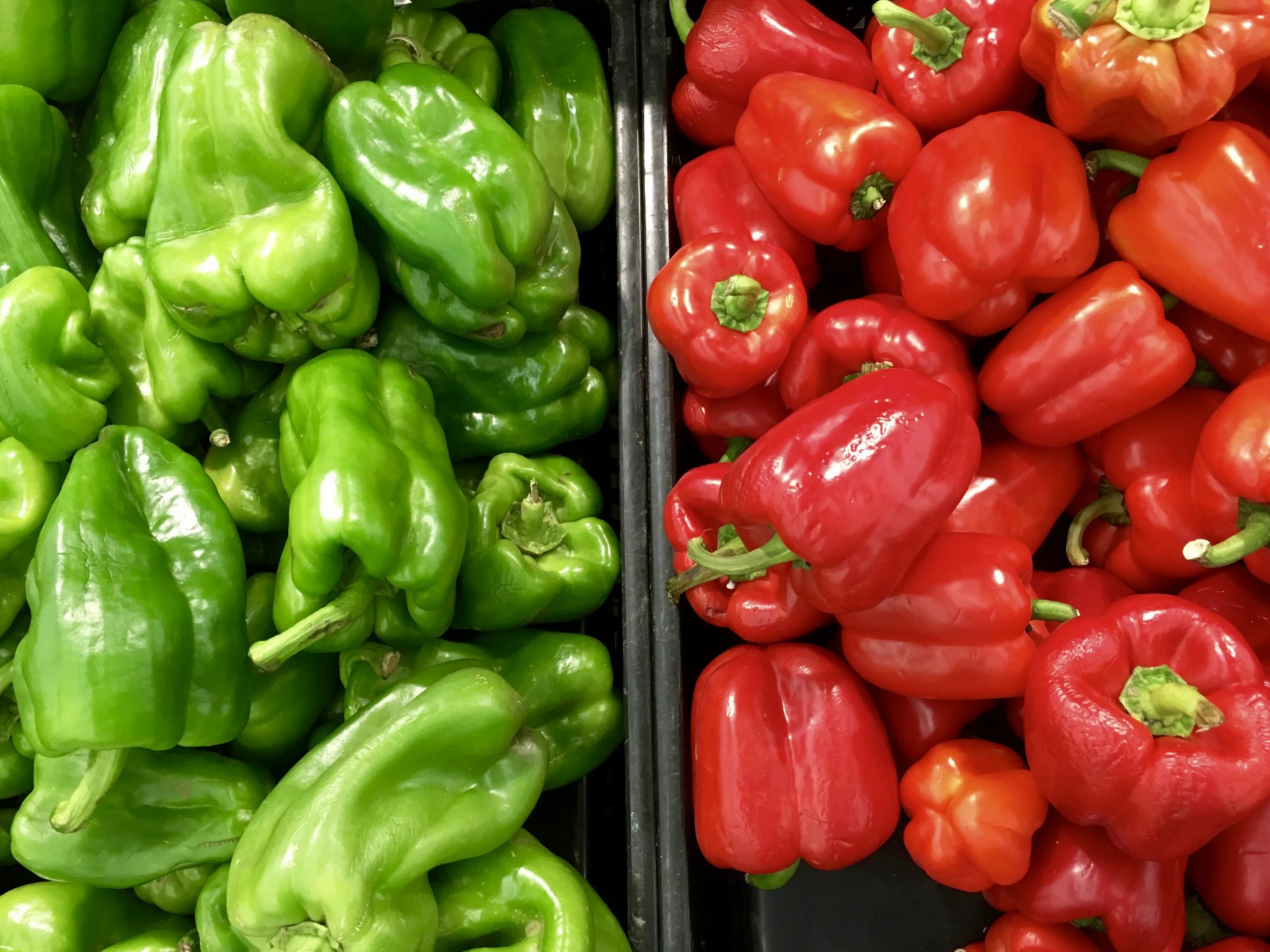 Capsicum
