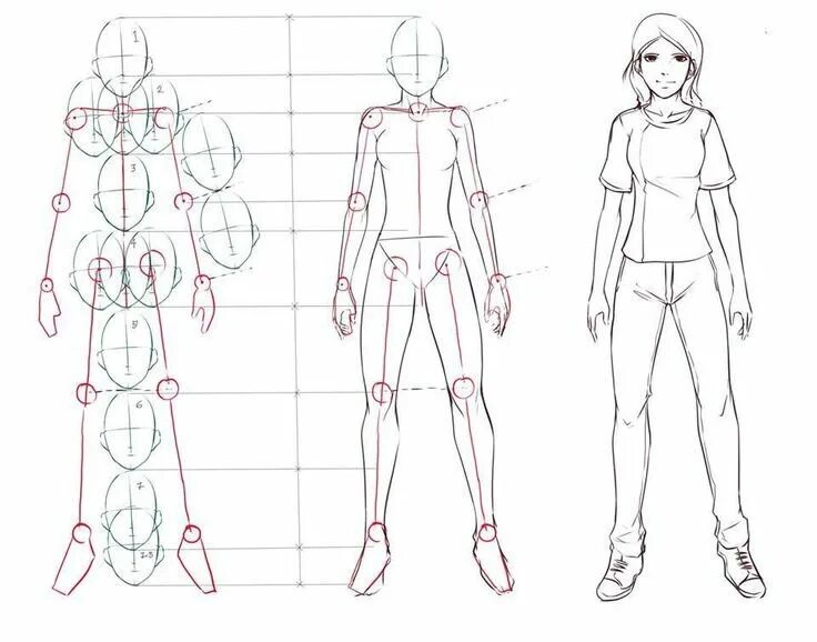 Мисс циркуль персонаж в полный рост. Схема рисования тела. Анатомия для рисования. Анатомия тела человека для рисования.