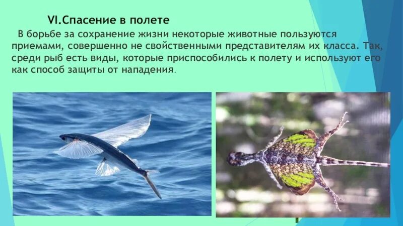 Крымский лес презентация. Серебряное сечение в литературе. Какое понятие не свойственно для рынка совершенной конкуренции. Совершенно не свойственны. Реликтовые растения крыма.