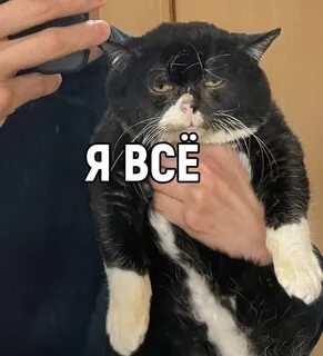 Кот без конца