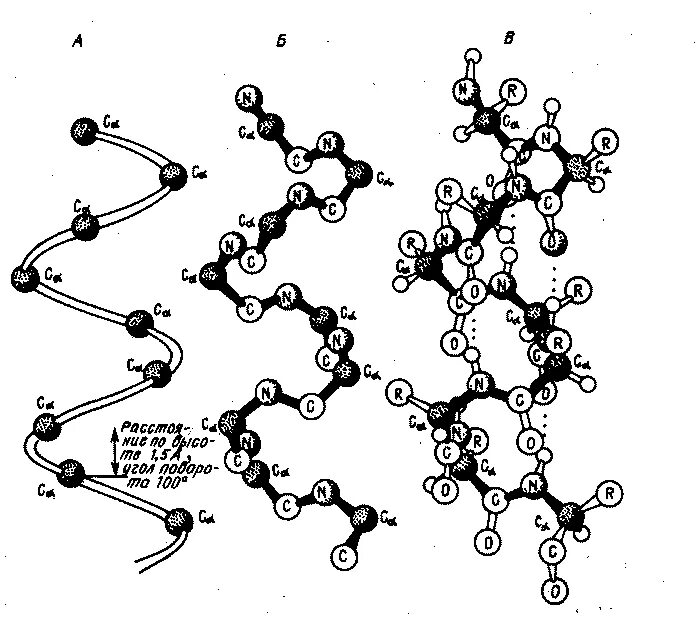 Фибриллярный белок в Альфа спирали. Альфа спираль вторичной структуры белка. Образование водородных связей во вторичной структуре белка. Вторичная структура белка рисунок. Б спираль белка