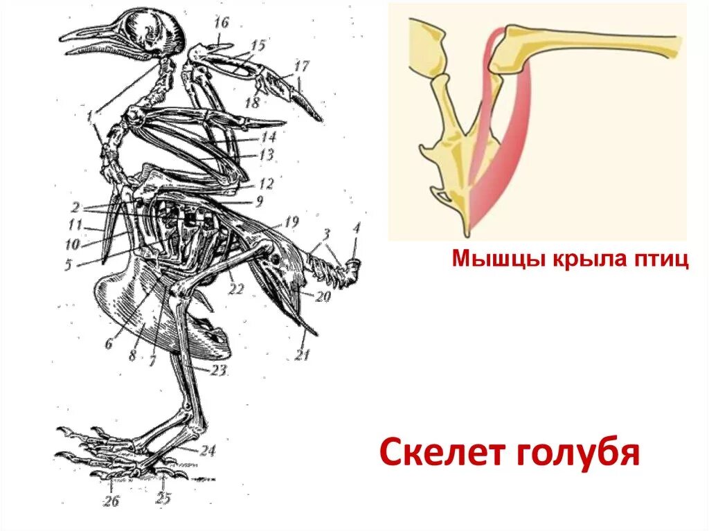 Скелет голубя. Скелет птицы голубя. Скелет и мышцы птиц. Скелет птицы рисунок. Особенности расположения строения и работы мышц птиц