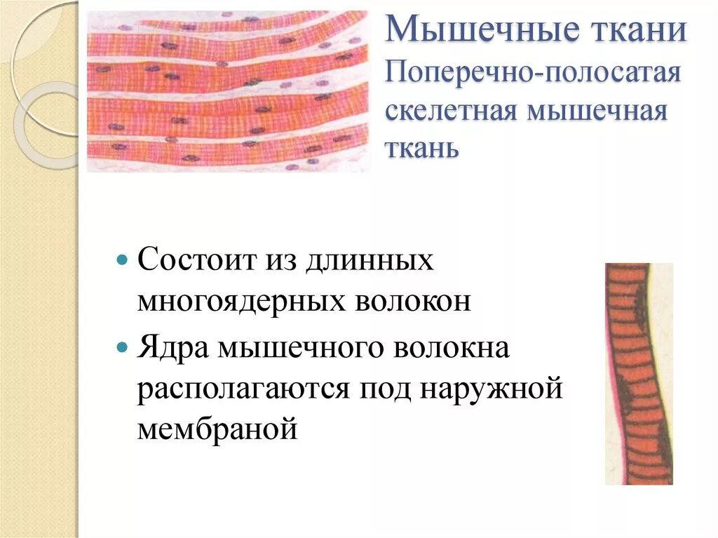 Строение клетки поперечно полосатой мышечной ткани. Поперечнополосатая мышечная ткань. Поперечно-полосатая Скелетная мышечная ткань. Поперечнополосатая Скелетная мышечная ткань. . Поперечнополосатая Скелетная мышечная ткань клетки.