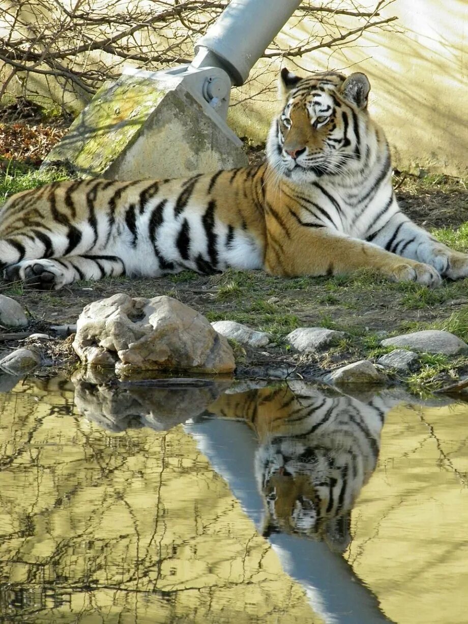 Рысь и тигр. Тигр. Красивый тигр. Лев и тигр. Необычный тигр.