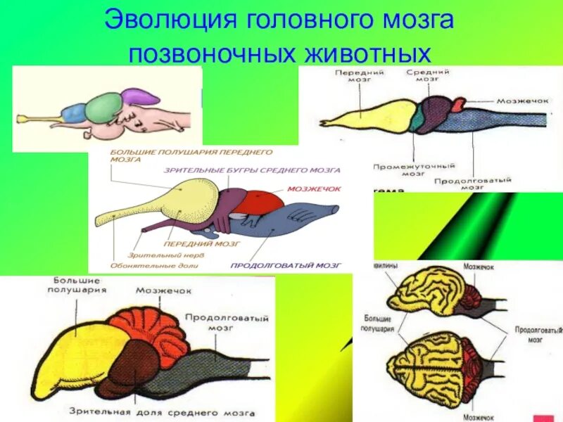 Эволюция головного мозга позвоночных таблица. Эволюция головного мозга хордовых таблица. Эволюция головного мозга у животных таблица. Эволюция мозга у позвоночных таблица.