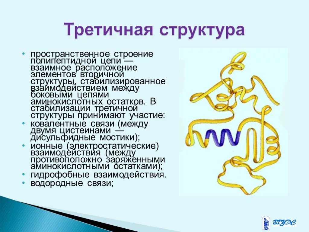 Третичная структура белка строение. Третичная структура белка строение. Металлическая связь третичная структура взаимодействие между нуклеотидами. Третичная структура белка. Третичная структура белка структуры белка.