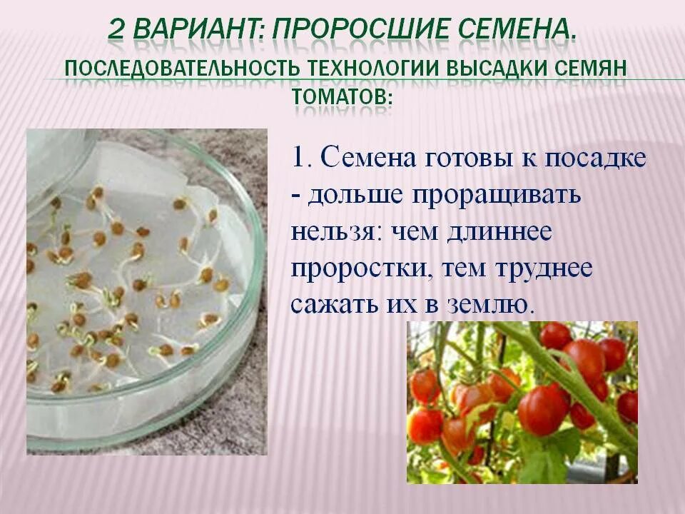 Проращивать семена томатов перед посадкой на рассаду. Подготовка семян к посеву. Пророщенные семена томатов. Проращивание семени технология. Прорастание семян томата.