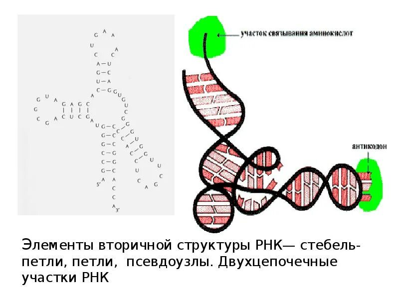 Псевдоузлы РНК. Строение двухцепочечной РНК. Вторичная структура РНК. Элементы вторичной структуры РНК.