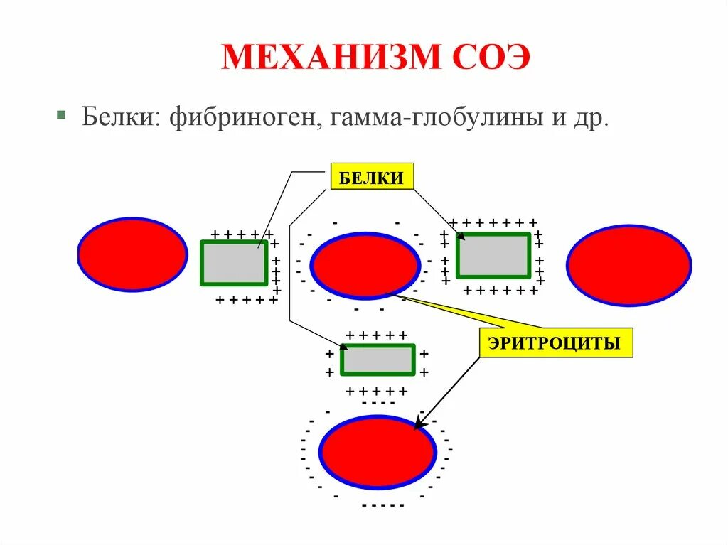 Скорость эритроцитов. Скорость оседания эритроцитов механизм. скорость оседания эритроцитов соэ механизм. механизм реакции соэ. механизм оседания соэ.