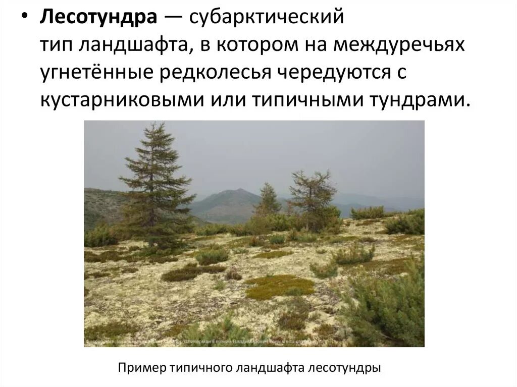 Лесотундра особенности природной зоны. Тип почвы лесотундры в России. Лесотундра субарктический. Лесотундра Тип почвы. Типичный облик лесотундры.