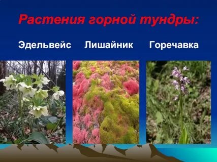 Сообщение растения горные